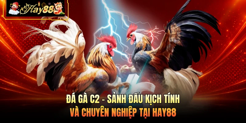 Đá Gà C2 - Sảnh Đấu Kịch Tính Và Chuyên Nghiệp Tại HAY88