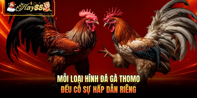 Nhà cái Hay88 Mỗi loại hình đá gà Thomo đều có sự hấp dẫn riêng
