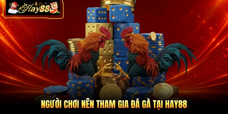 Nhà cái Hay88 Người chơi nên tham gia đá gà tại HAY88