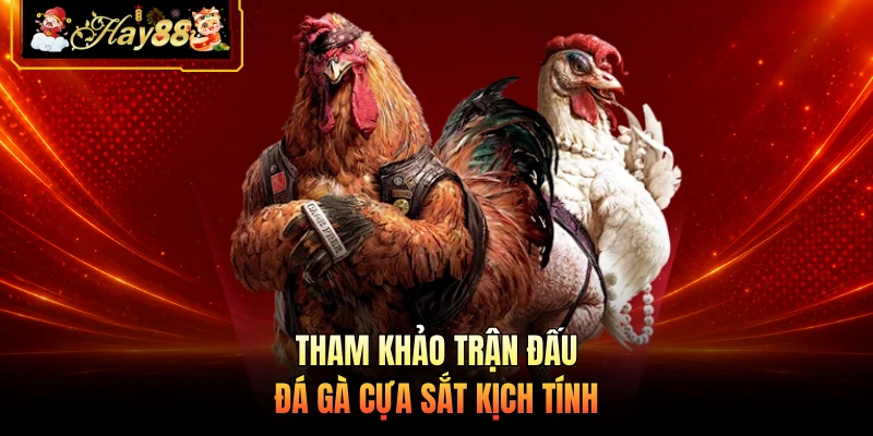 Tham khảo trận đấu đá gà cựa sắt kịch tính